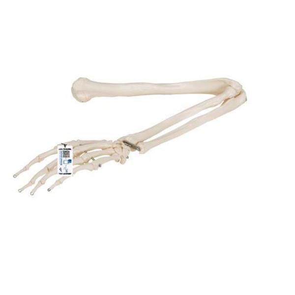 3B Scientific Arm Skeleton - w/ 3B Smart Anatomy 1019371